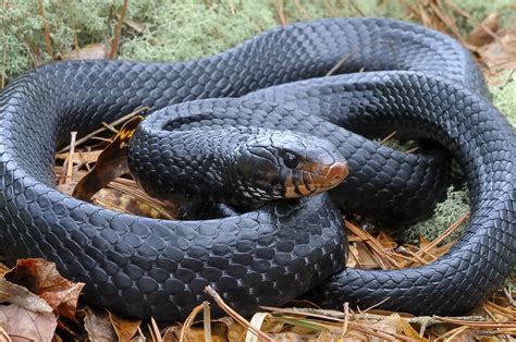 snake sa panaginip|Interpretasyon ng nakakakita ng ahas sa isang panaginip ni Ibn .